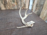 Wild Kansas Freak Whitetail Shed Antler