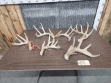 9.8 lbs Of Whitetail Shed Antlers