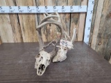 2 Sets Of Locked Whitetail Antlers On Skull