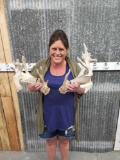 Heavy Mass Palmated Whitetail Shed Antlers