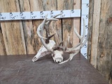 2 Sets Of Whitetail Antlers On Skull Locked Together