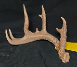 6 Point Mini Monster Whitetail Shed Antler