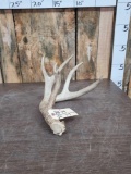 Big Main Frame 4x4 Whitetail Shed Antler