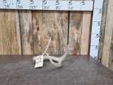 70 Class 4 Point Whitetail Shed Antler