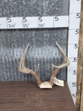 4x4 Whitetail Antlers On Skull Plate