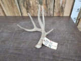 Neat 4x4 Whitetail Shed Antler