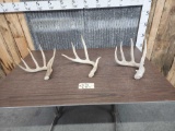 Whitetail Shed Antlers Collector Lot