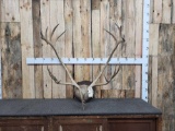 Caribou Antlers On Plaque Taxidermy
