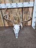 5x5 Whitetail Antlers On Skull