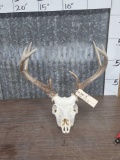 4x4 Whitetail Antlers On Skull