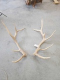 6x5 Elk Shed Antlers