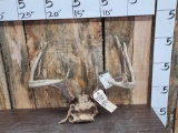 4x5 Whitetail Antlers On Skull Plate