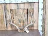 4x4 Mule Deer Antlers On Skull Plate