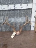 High 140 Class Whitetail Antlers On Skull Plate