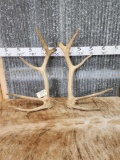 5x5 Elk Shed Antlers