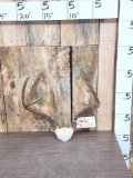 Wild Columbian Blacktail Deer Antlers On Skull Plate