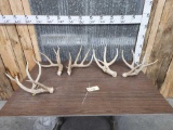 Consecutive Wild Iowa Whitetail Shed Antlers Package