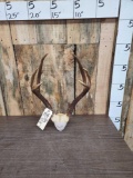 Columbian Blacktail Deer Antlers On Skull Plate