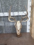 140 Class Wild Kansas Whitetail Skull On Pedestal