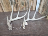 2 Consecutive 4x4 Whitetail Shed Antlers