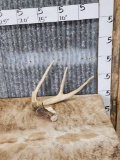 Big Wild Ohio 4 Point Whitetail Shed Antler