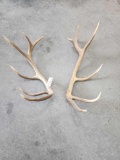 6x6 Elk Antler Cut Offs