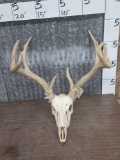 150 Class Wild Kansas Whitetail Antlers On Skull