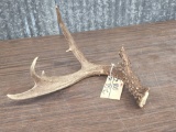 Beautiful 4 Point Canadian Whitetail Shed Antler