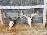 2 Whitetail Antlers On Skulls