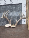 5x5 Whitetail Antlers On Skull Plate