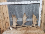 3 Nice Moose Shed Antlers