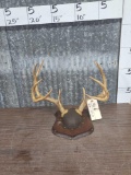 4x4 Whitetail Antlers On Plaque