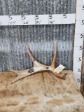 Moose Shed Antler With Painted Feathers