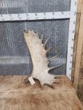 XL Hard White Moose Shed Antler