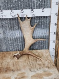 Moose Shed Antler