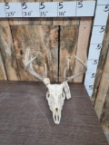 5x5 Whitetail Antlers On Skull