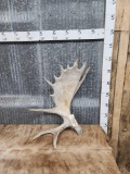 Large Nontypical Moose Shed Antler