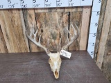 5x5 Whitetail Antlers On Skull