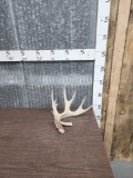 Big Nontypical Whitetail Shed Antler