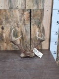 5x5 Whitetail Antlers On Skull Plate