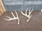 2 Whitetail Shed Antlers