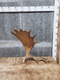 Large Self Standing Moose Shed Antler