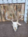 4x4 Whitetail Antlers On Skull