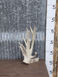 Big Clustered Whitetail Shed Antler