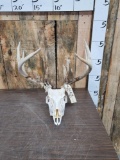 5x5 Whitetail Antlers On Skull