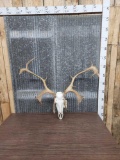 Caribou Antlers On Reproduction Skull