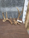 Freak Wild Whitetail Antlers On Skull Plate