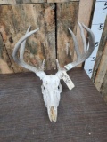 Freak 4x4 Whitetail Antlers On Skull