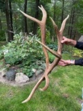 RARE Double Main Beam Elk Shed Antler