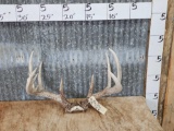 6x4 Whitetail Antlers On Skull Plate